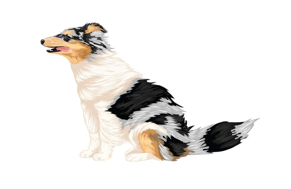 Life-Sized Shetland Sheepdog Decals - Cover-Alls Decals