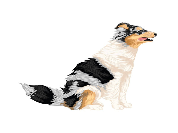 Life-Sized Shetland Sheepdog Decals - Cover-Alls Decals
