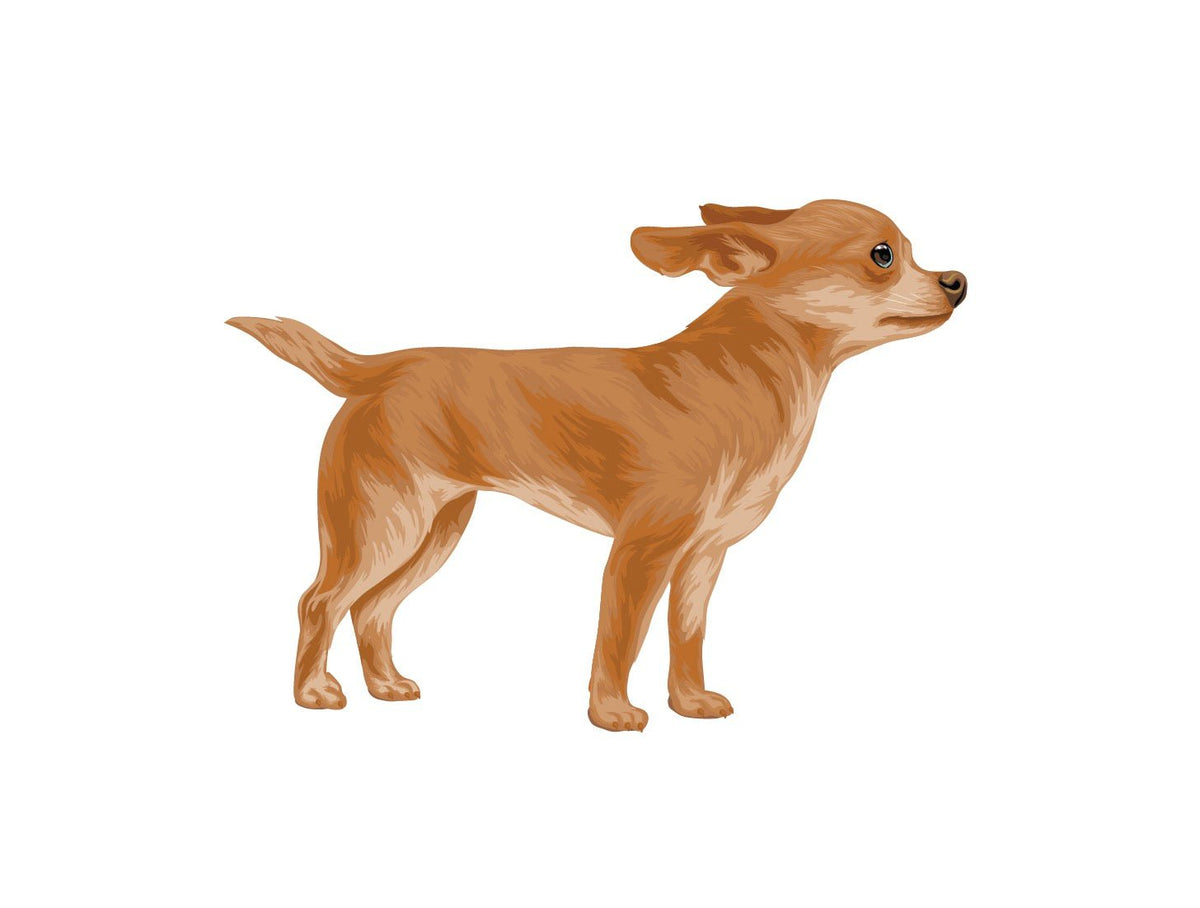 Life-Sized Short Haired Chihuahua Decals - Cover-Alls Decals