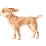 Life-Sized Short Haired Chihuahua Decals - Cover-Alls Decals