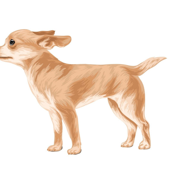 Life-Sized Short Haired Chihuahua Decals - Cover-Alls Decals