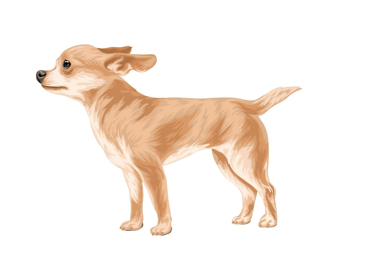Life-Sized Short Haired Chihuahua Decals - Cover-Alls Decals
