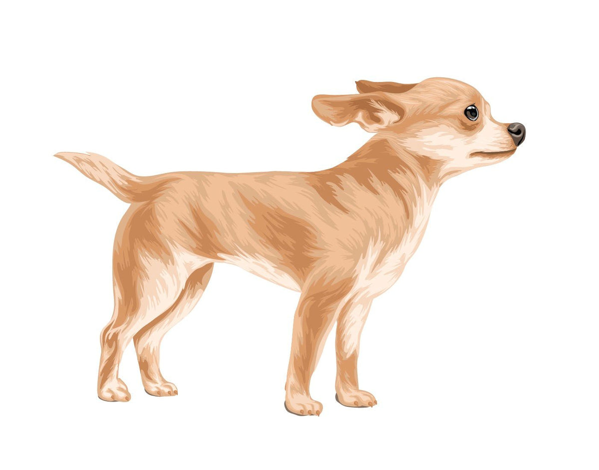 Life-Sized Short Haired Chihuahua Decals - Cover-Alls Decals