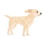 Life-Sized Short Haired Chihuahua Decals - Cover-Alls Decals