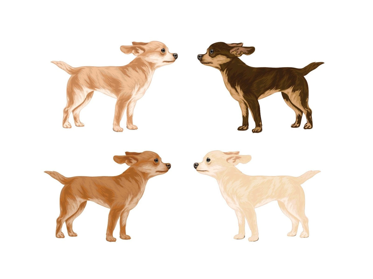 Life-Sized Short Haired Chihuahua Decals - Cover-Alls Decals