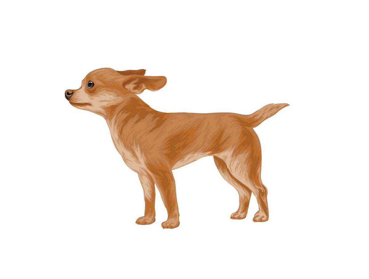 Life-Sized Short Haired Chihuahua Decals - Cover-Alls Decals