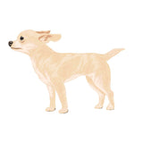 Life-Sized Short Haired Chihuahua Decals - Cover-Alls Decals