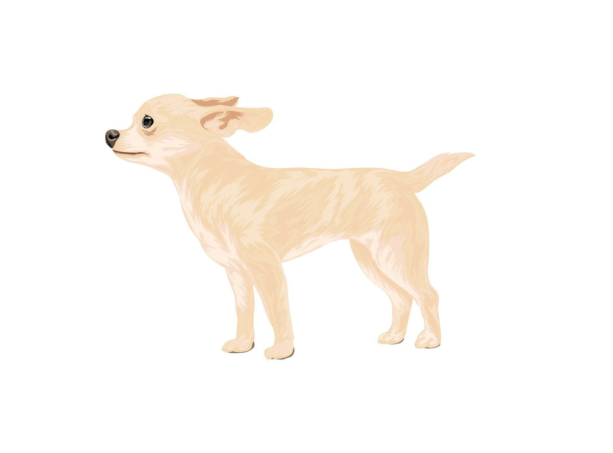 Life-Sized Short Haired Chihuahua Decals - Cover-Alls Decals