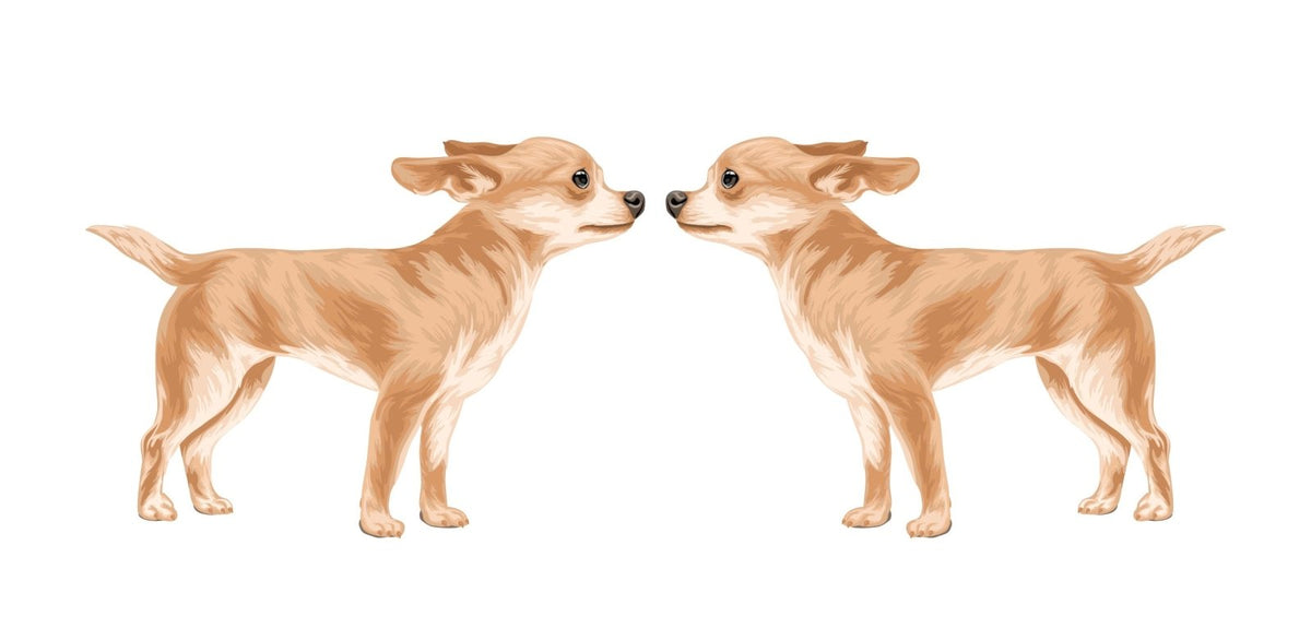 Life-Sized Short Haired Chihuahua Decals - Cover-Alls Decals