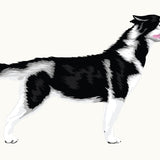 Illustration of a blue-eyed black and white Siberian Husky with its mouth open, standing and facing right. This piece is part of the Cover-Alls Siberian Husky Decal in the Dogs in the Wind Collection.