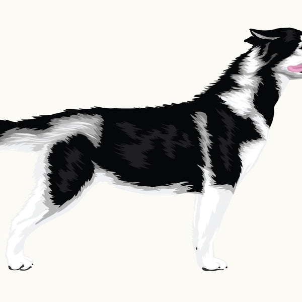 Illustration of a blue-eyed black and white Siberian Husky with its mouth open, standing and facing right. This piece is part of the Cover-Alls Siberian Husky Decal in the Dogs in the Wind Collection.