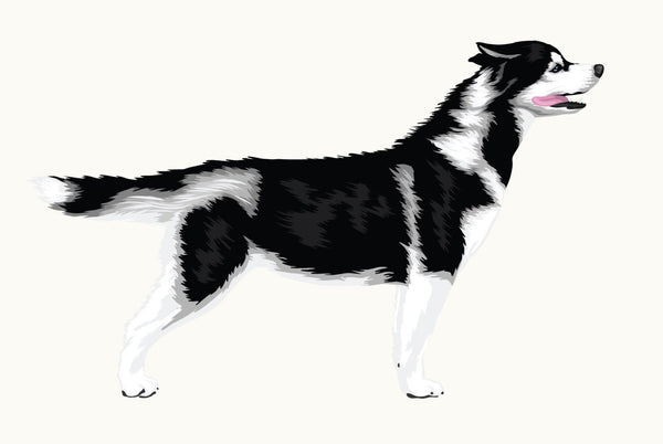 Illustration of a blue-eyed black and white Siberian Husky with its mouth open, standing and facing right. This piece is part of the Cover-Alls Siberian Husky Decal in the Dogs in the Wind Collection.