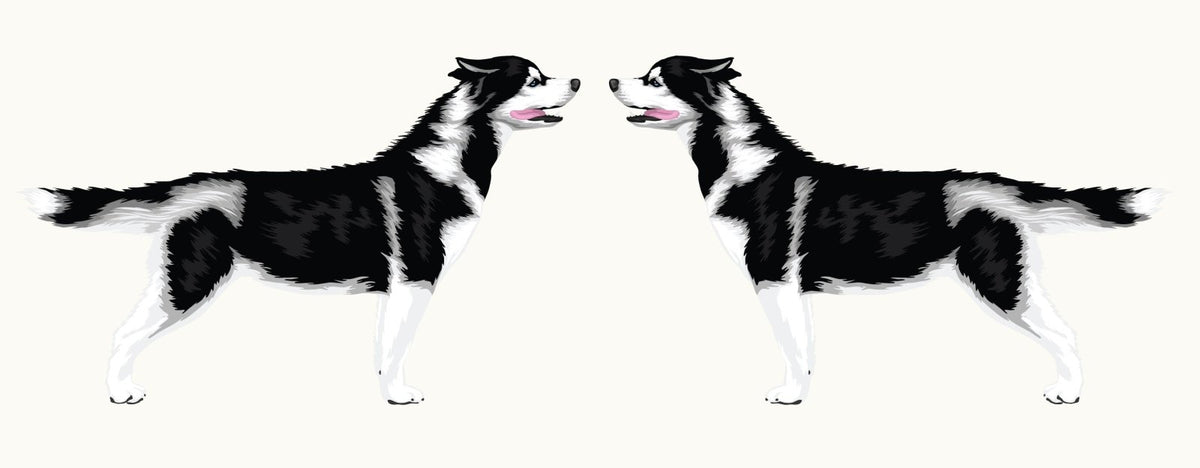 Illustration of two identical black and white Siberian Huskies from the Cover-Alls Siberian Husky Decal facing each other with blue-eyed gazes, tongues out, and tails raised.
