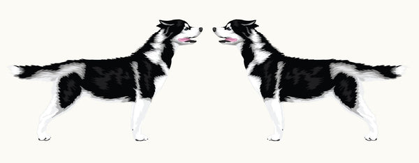 Illustration of two identical black and white Siberian Huskies from the Cover-Alls Siberian Husky Decal facing each other with blue-eyed gazes, tongues out, and tails raised.
