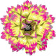 Pink/Yellow