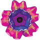 Pink/Purple