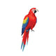 Red Macaw