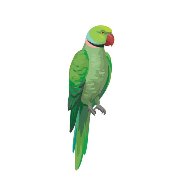 Parrots and Macaws - Cover-Alls Decals