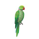 Green Parrot 2