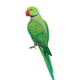Green Parrot 3