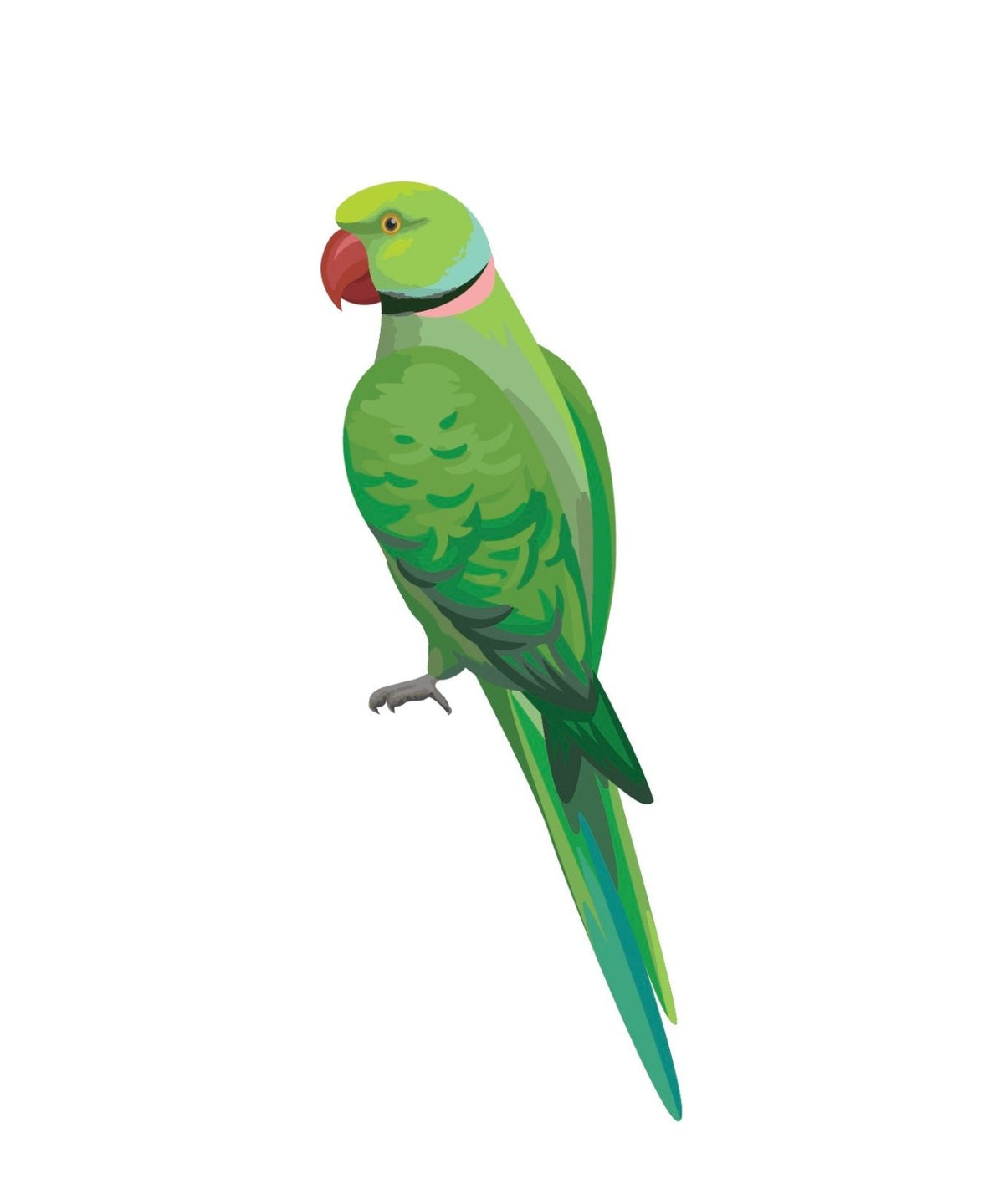 Parrots and Macaws - Cover-Alls Decals