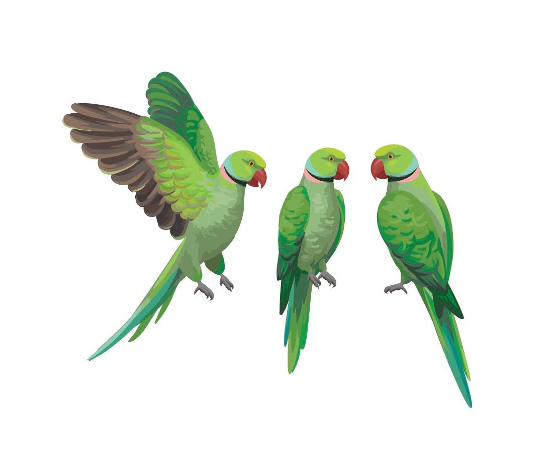 Parrots and Macaws - Cover-Alls Decals