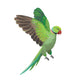 Green Parrot 1
