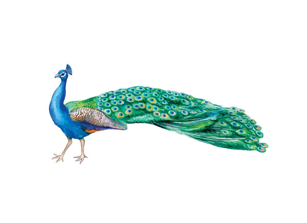 Peacock Decals - Cover-Alls Decals