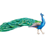 Peacock Decals - Cover-Alls Decals