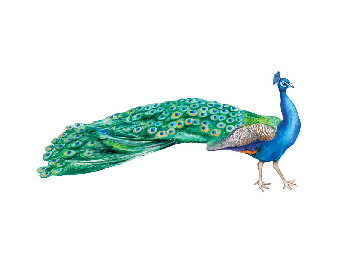 Peacock Decals - Cover-Alls Decals