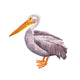 Standing Pelican Left