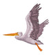 Flying Pelican Drivers