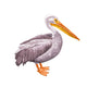 Standing Pelican Right