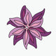  Psychedelic Lily — pink/purple