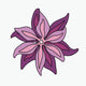 Psychedelic Lily — pink/purple