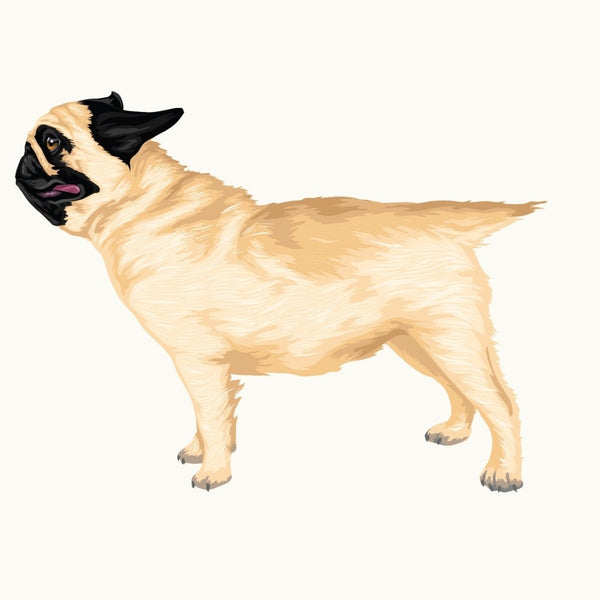 Life-Sized Pug Decal - Cover-Alls Decals