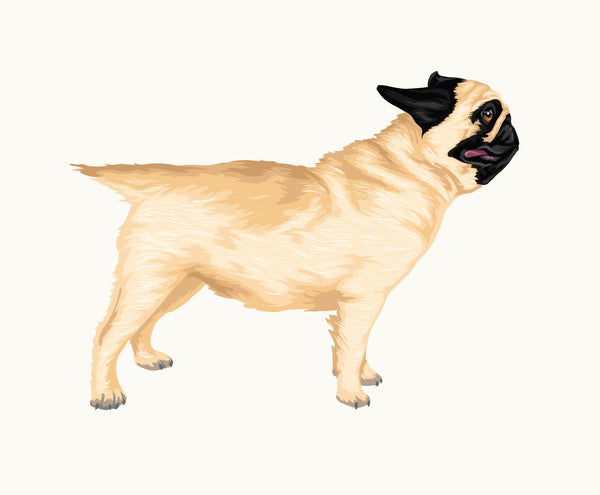 Life-Sized Pug Decal - Cover-Alls Decals