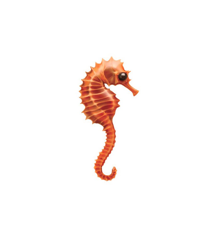 Seahorse Decals - Cover-Alls Decals