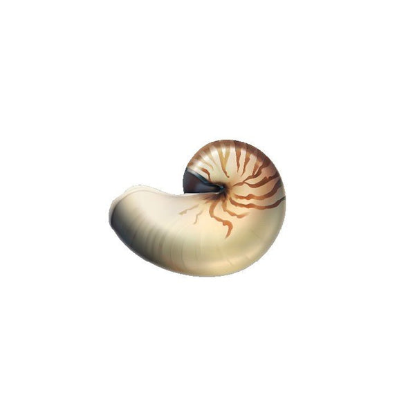 Seashell Decals - Cover-Alls Decals