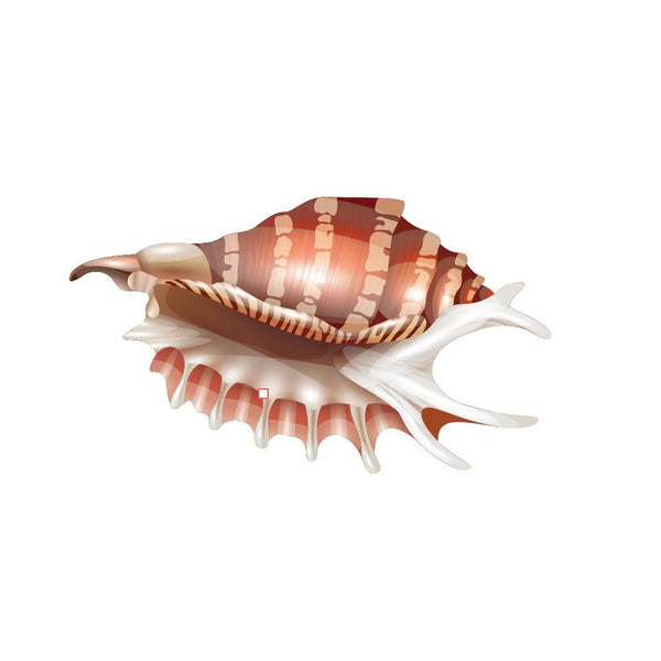 Seashell Decals - Cover-Alls Decals