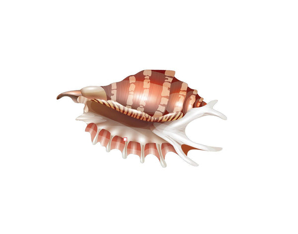 Seashell Decals - Cover-Alls Decals
