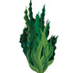 Tall Seaweed