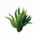 Small Seaweed