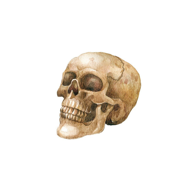 A watercolor and pencil illustration of a Cover-Alls Skull Decal with a detailed texture, depicted in a realistic style against a white background.