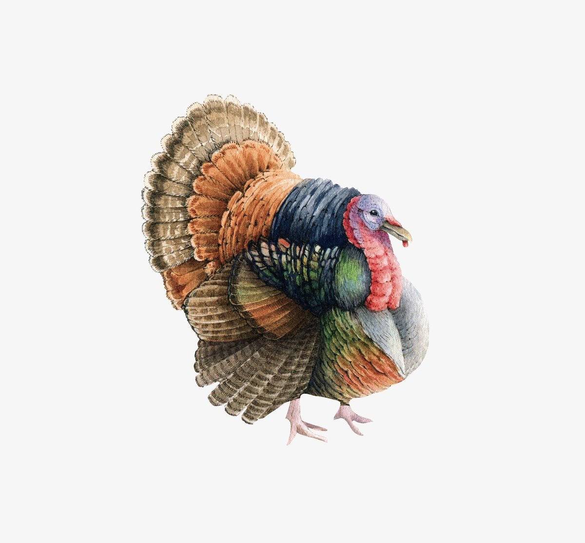Thanksgiving Cornucopia Decals - Cover-Alls Decals