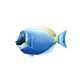 Powder Blue Tang Left