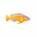 Tropical Fish Decals - Cover-Alls Decals