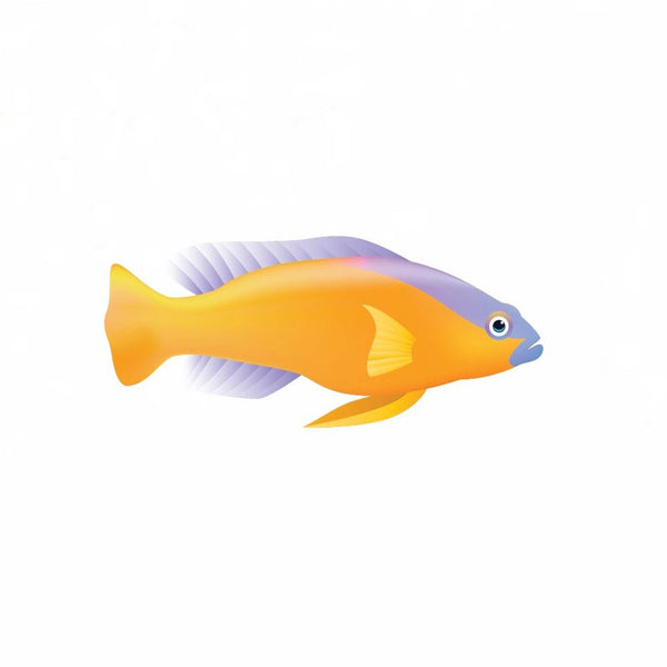 Tropical Fish Decals - Cover-Alls Decals