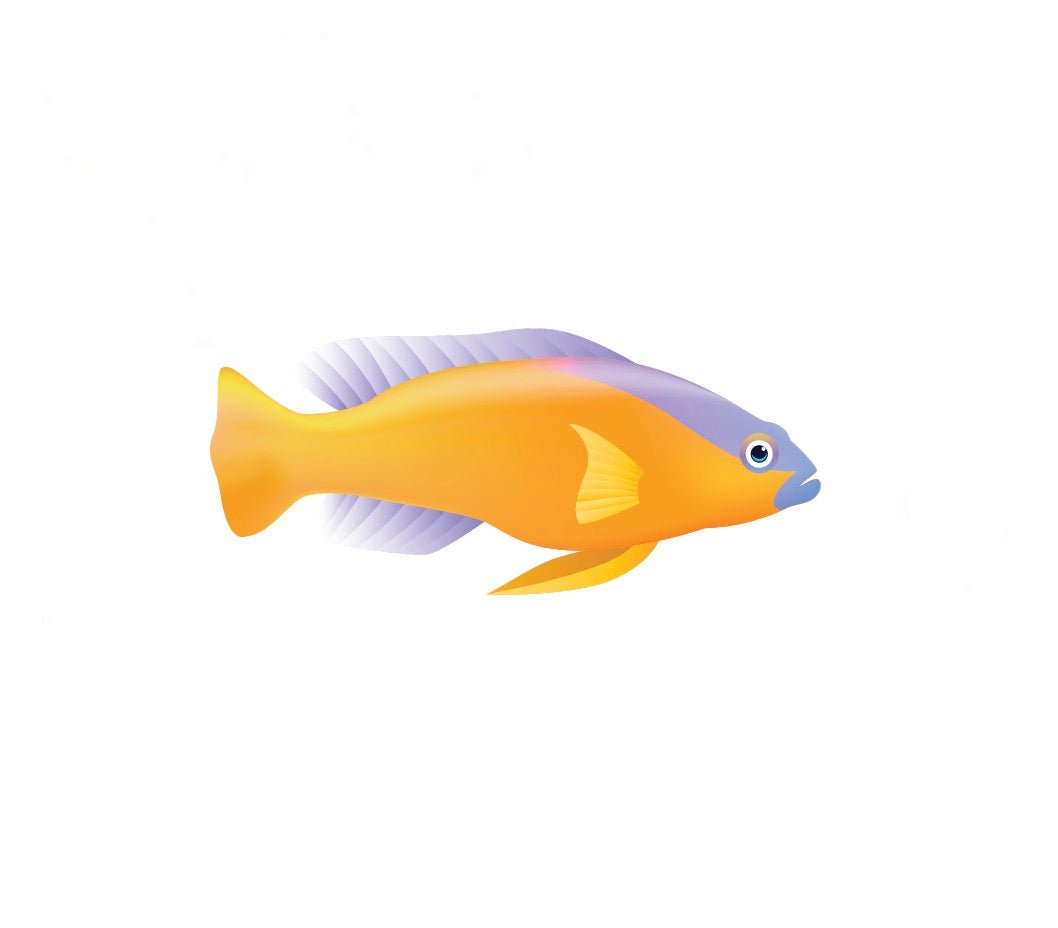 Tropical Fish Decals - Cover-Alls Decals