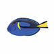 Royal Blue Tang